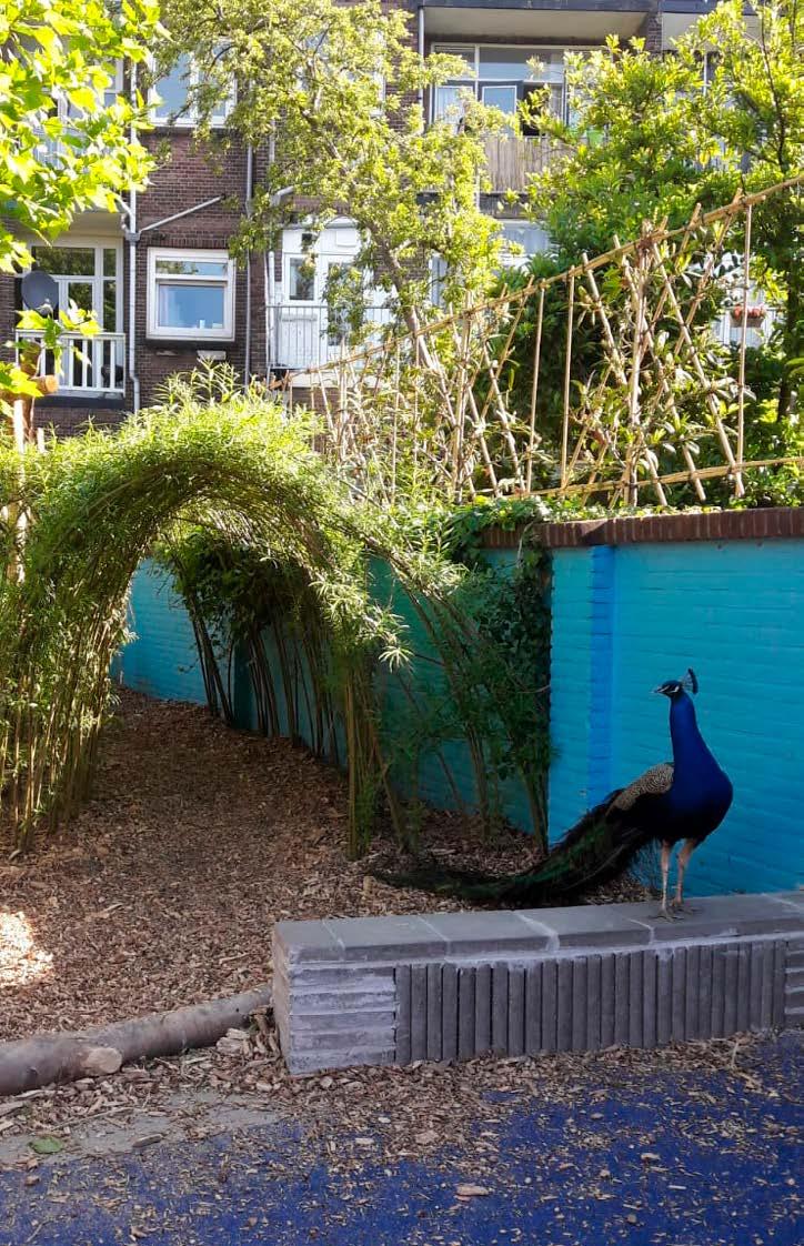 Afbeelding van het schoolplein van Avonturijn in Vlaardingen met een pauw en groene begroeiing. Afbeelding van het schoolplein van Avonturijn in Vlaardingen met een pauw en groene begroeiing.
