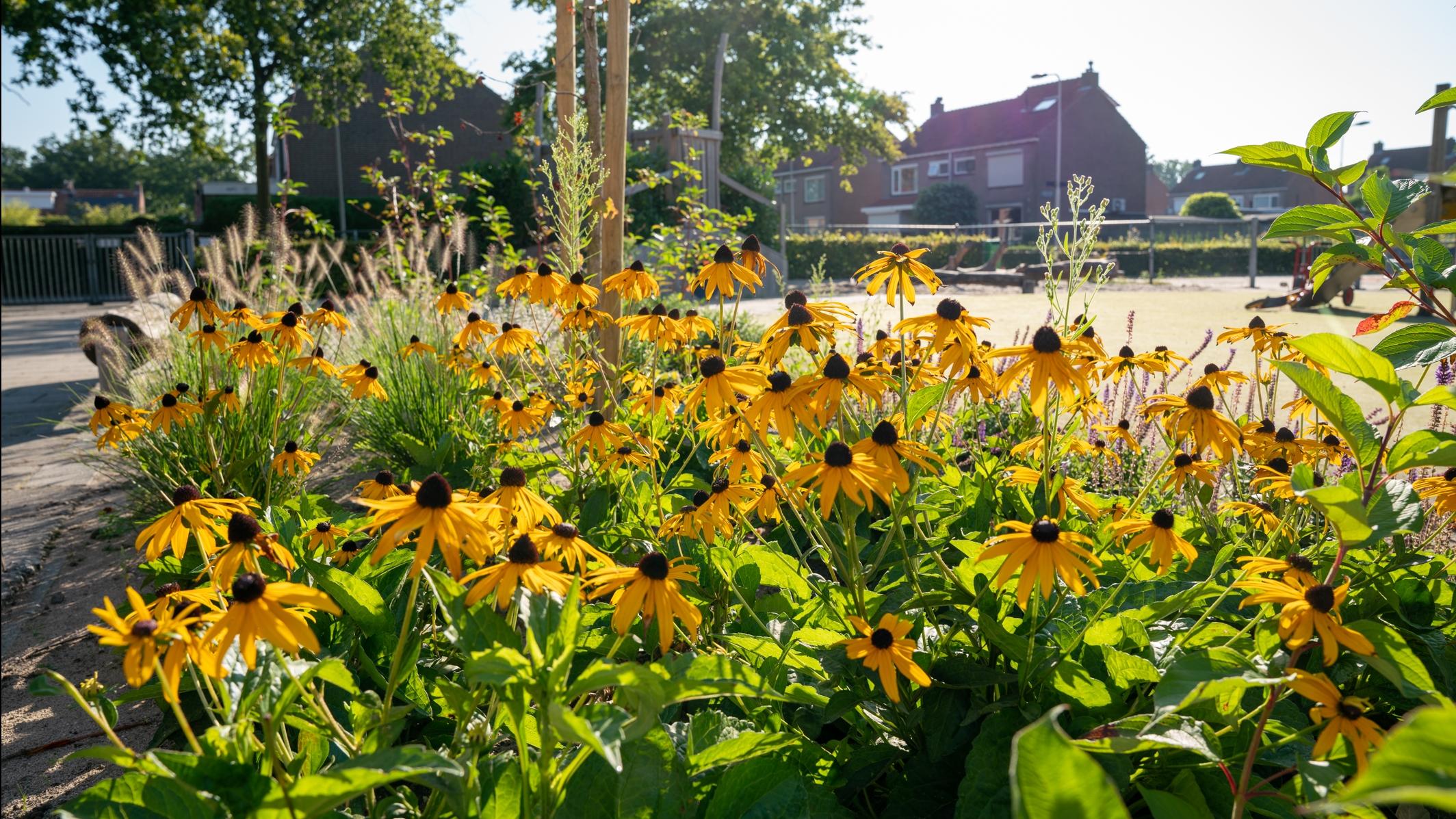 Bloeiende bloemen op het schoolplein van BS Hertogin Johanna A in Oss. Bloeiende bloemen op het schoolplein van BS Hertogin Johanna A in Oss.
