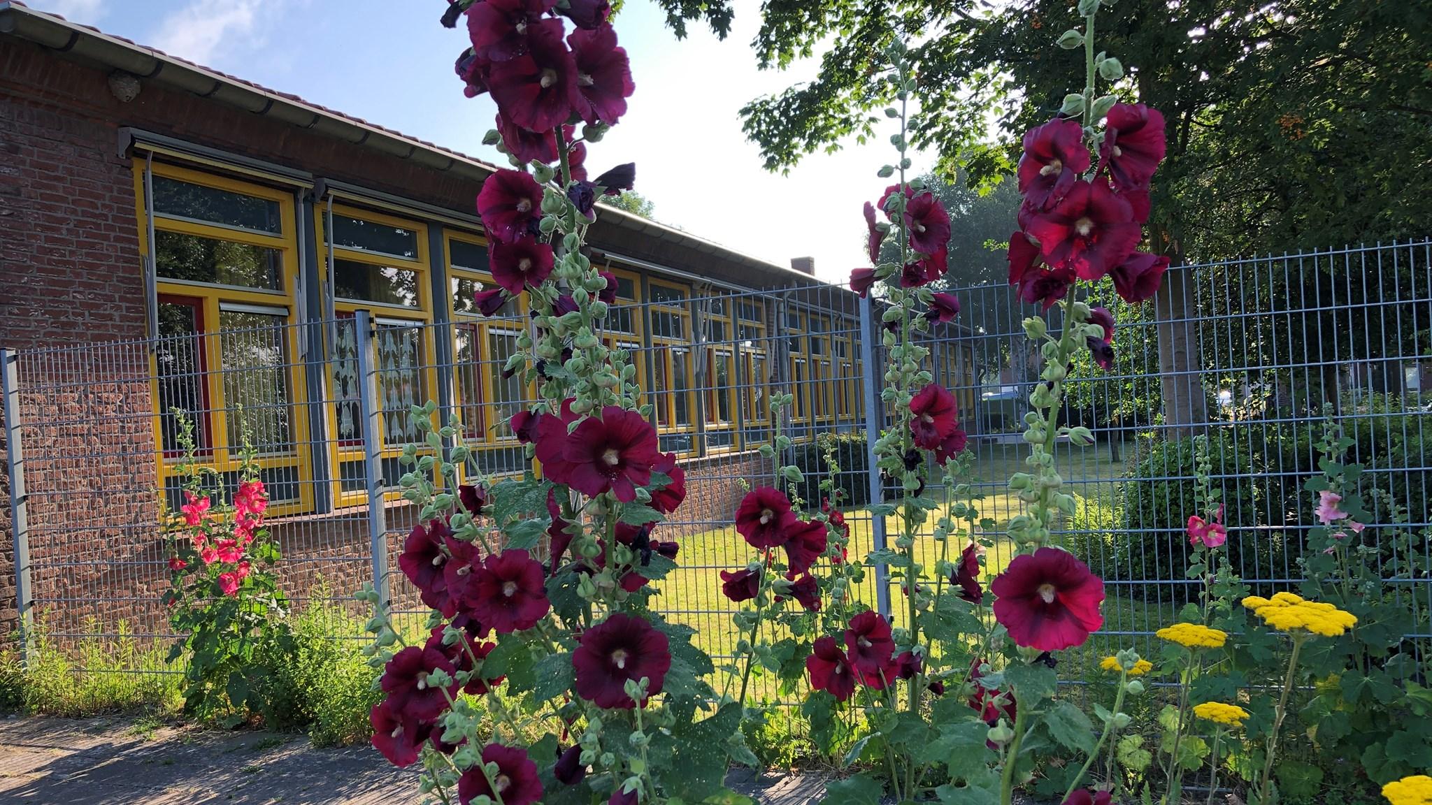 Bloeiende bloemen voor de gevel van Montessori Tiel in Tiel. Bloeiende bloemen voor de gevel van Montessori Tiel in Tiel.