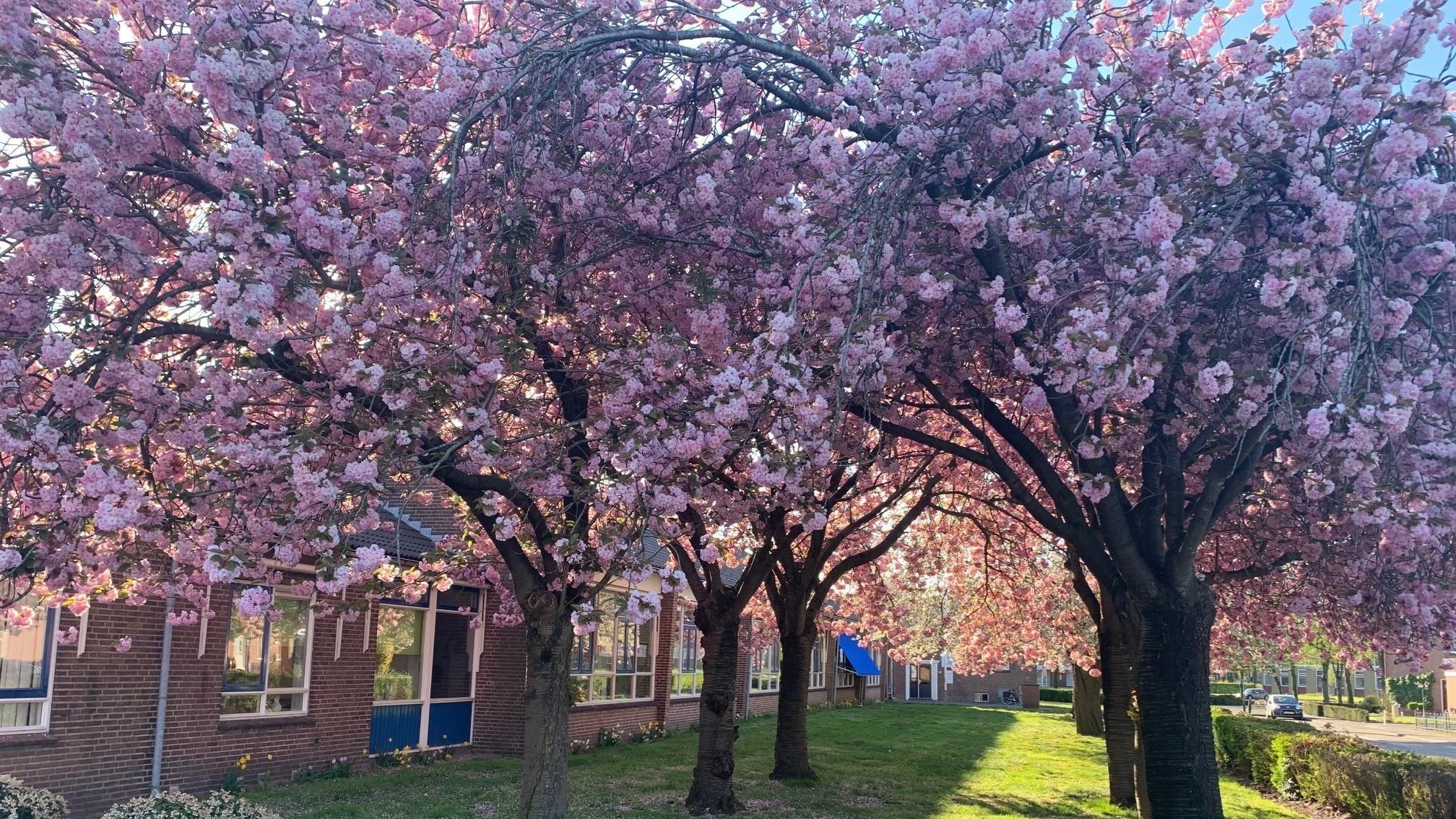 De bloeiende bloesem bomen op het schoolplein van de Sint-Henricusschool in Klazienaveen. De bloeiende bloesem bomen op het schoolplein van de Sint-Henricusschool in Klazienaveen.