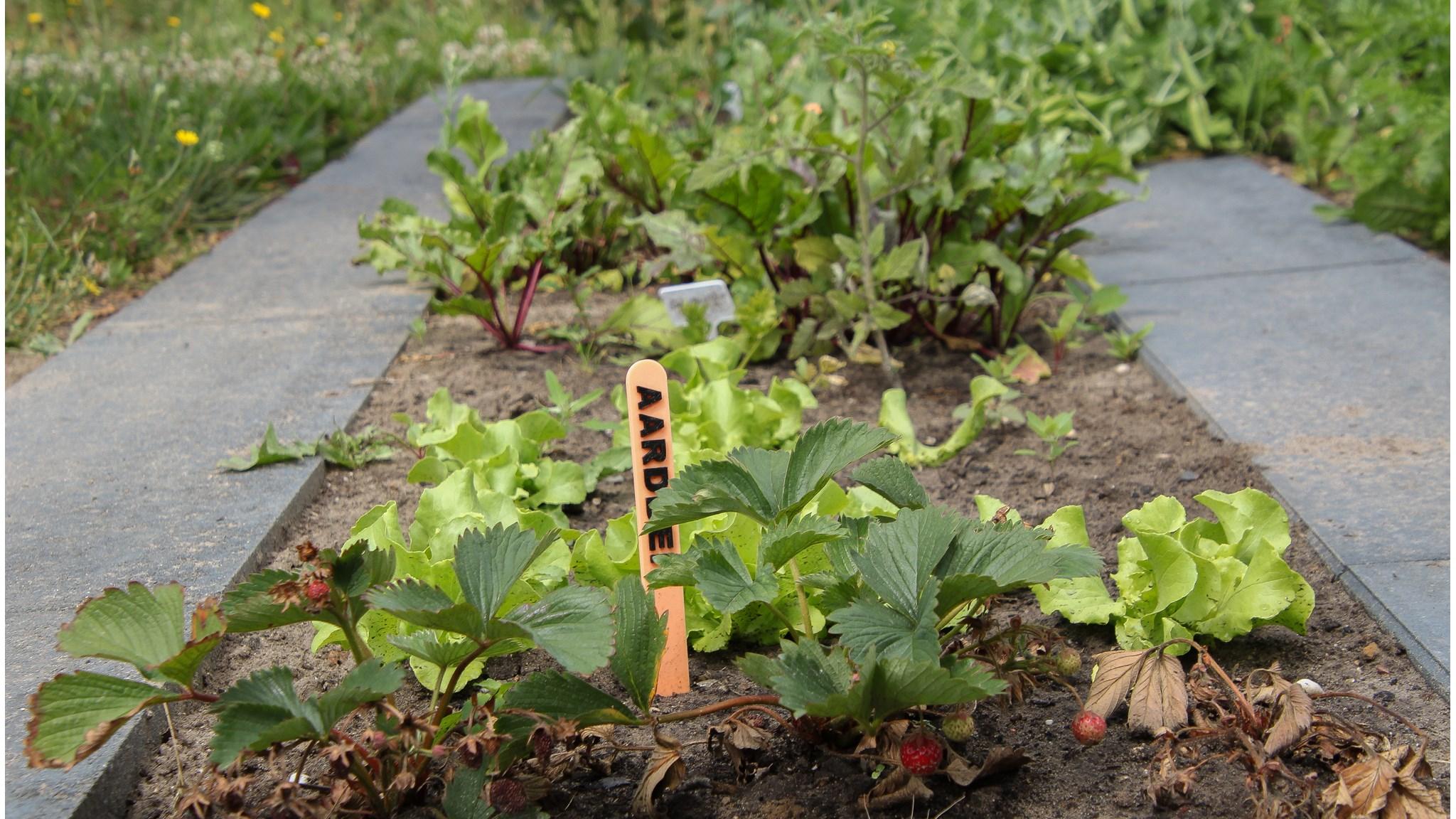 Dit is een afbeelding van de groentetuin van Basisschool De Toermalijn in Maasbracht, met onder andere aardbeien en sla. Dit is een afbeelding van de groentetuin van Basisschool De Toermalijn in Maasbracht, met onder andere aardbeien en sla.