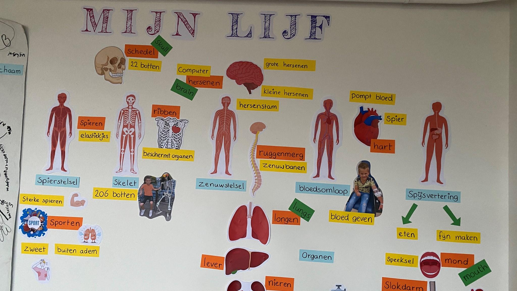 "Educatieve wandposter over het menselijk lichaam in Basisschool Bonifatius in Spanbroek." "Educatieve wandposter over het menselijk lichaam in Basisschool Bonifatius in Spanbroek."