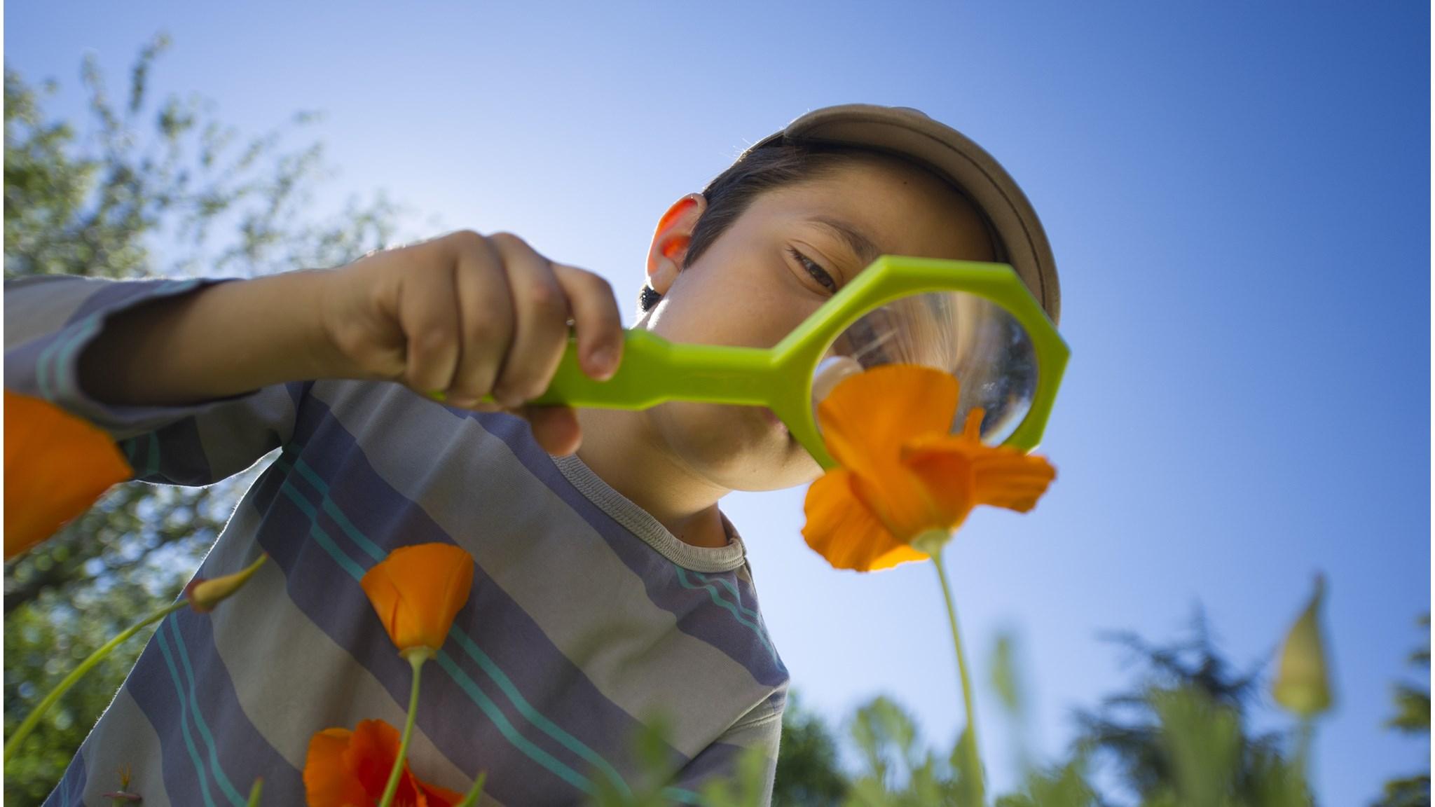 Een jongen onderzoekt een bloem met een vergrootglas op de Johannesschool in Hillegom. Een jongen onderzoekt een bloem met een vergrootglas op de Johannesschool in Hillegom.
