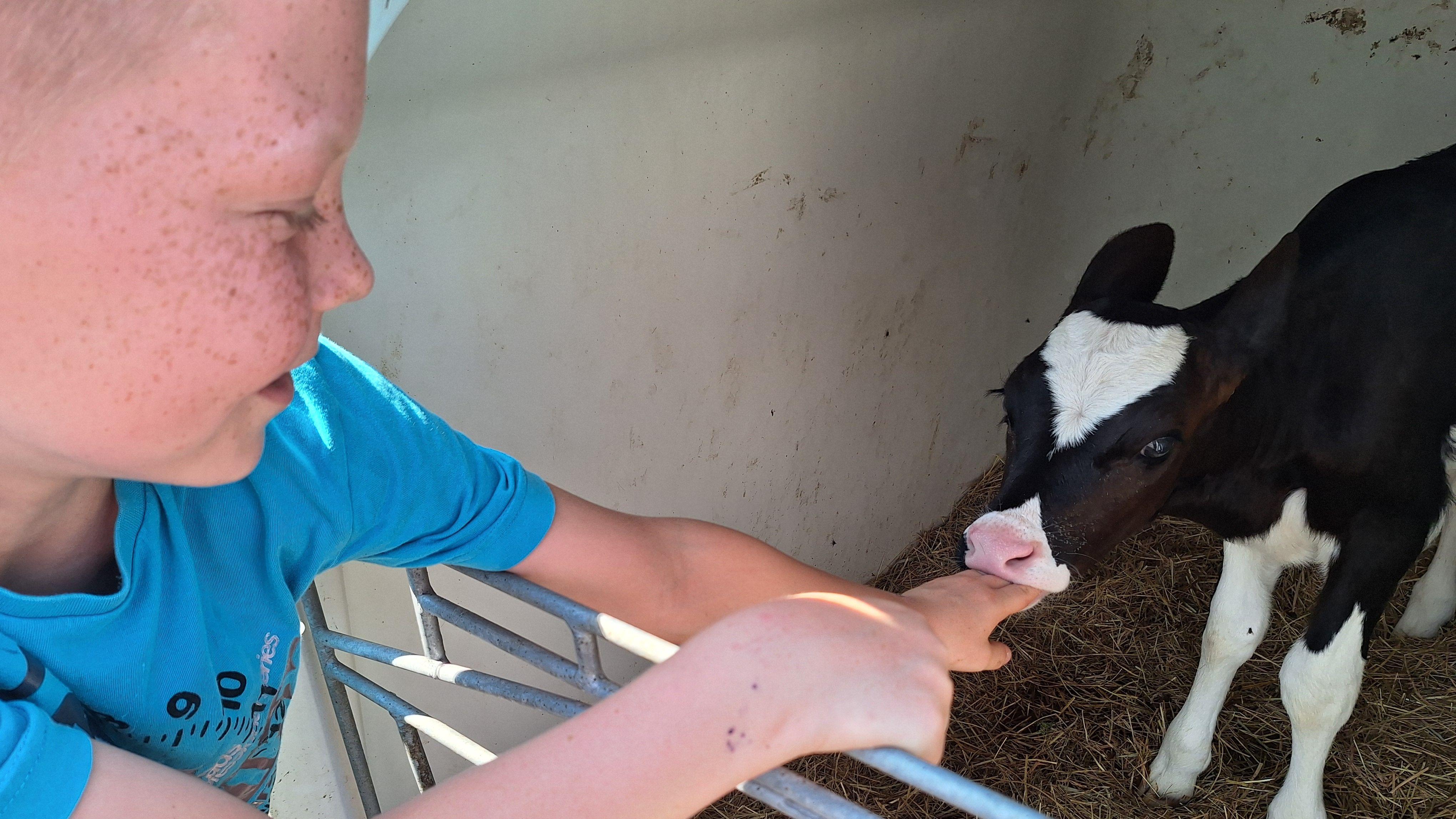 Een kind interacteert met een kalf tijdens een activiteit van CBS de Verbinding in Musselkanaal. Een kind interacteert met een kalf tijdens een activiteit van CBS de Verbinding in Musselkanaal.