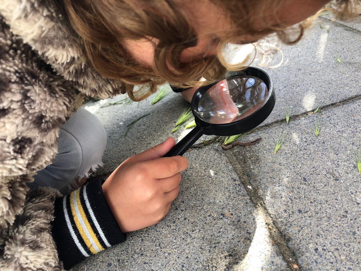 Een kind observeert de natuur op het schoolplein van 'T Paalhoofd in Zoutelande' met een vergrootglas. Een kind observeert de natuur op het schoolplein van 'T Paalhoofd in Zoutelande' met een vergrootglas.