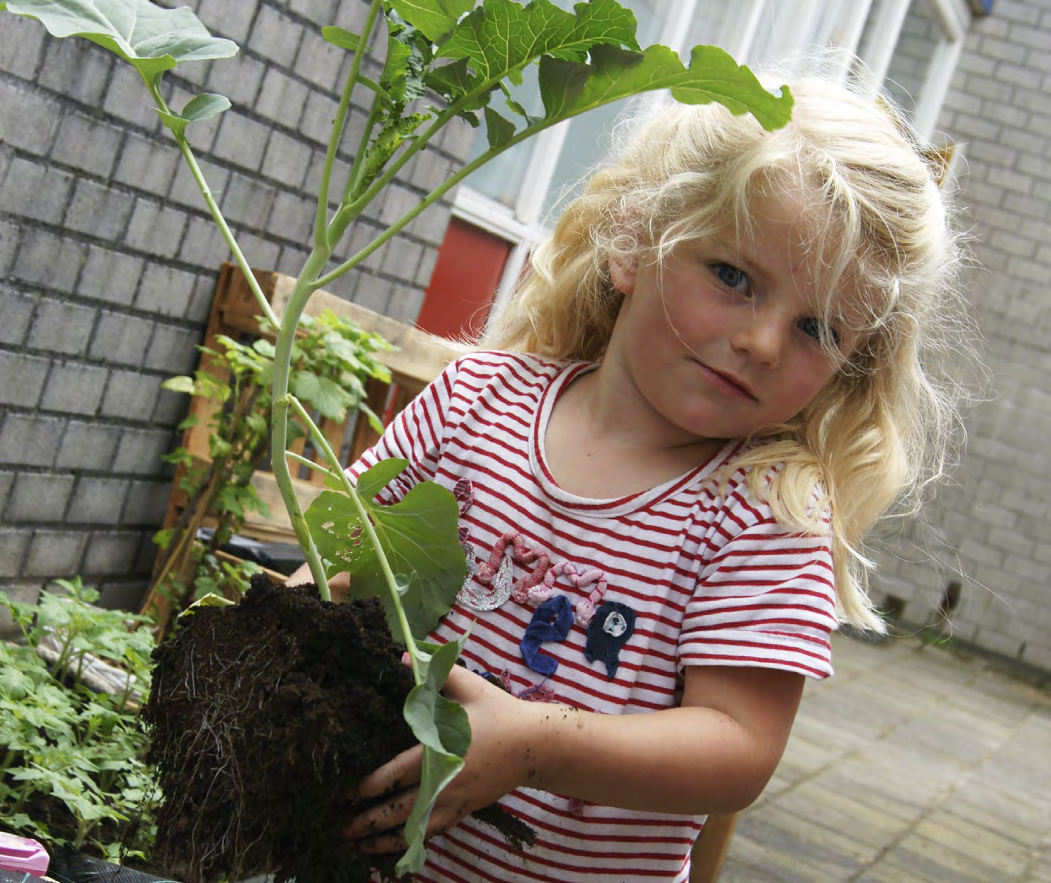 Een meisje met blond haar houdt een plant vast in de tuin van Basisschool Toermalijn in Wormerveer. Een meisje met blond haar houdt een plant vast in de tuin van Basisschool Toermalijn in Wormerveer.