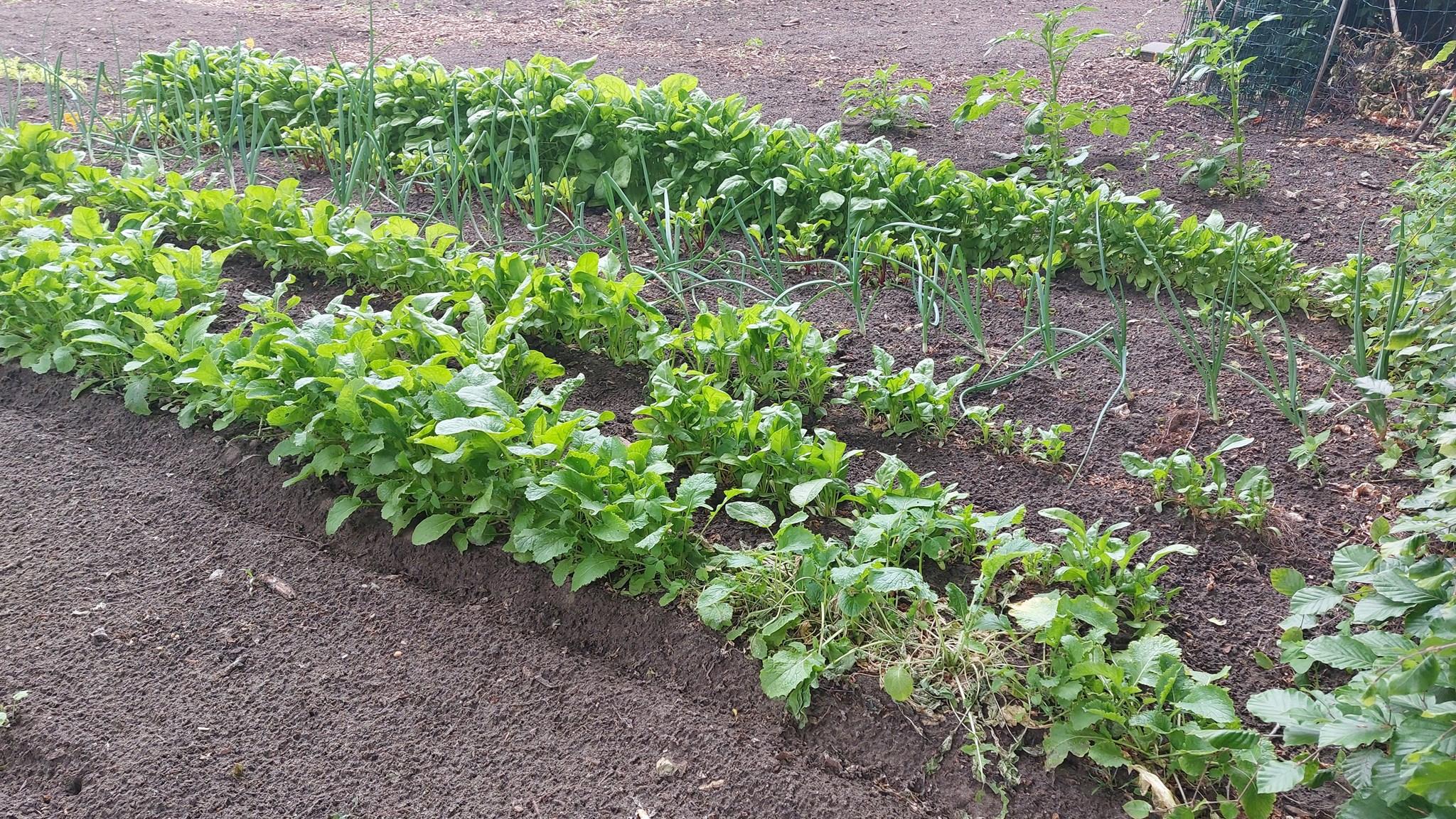Groentenbedden op de tuin van KOC De Brakken in Rijen. Groentenbedden op de tuin van KOC De Brakken in Rijen.