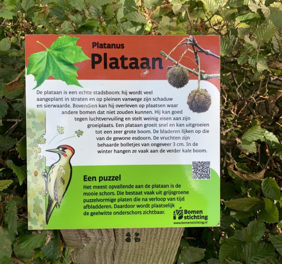 Informatiebord over de plataan op het schoolplein van CNS-basisschool De Plataan in Bennekom.