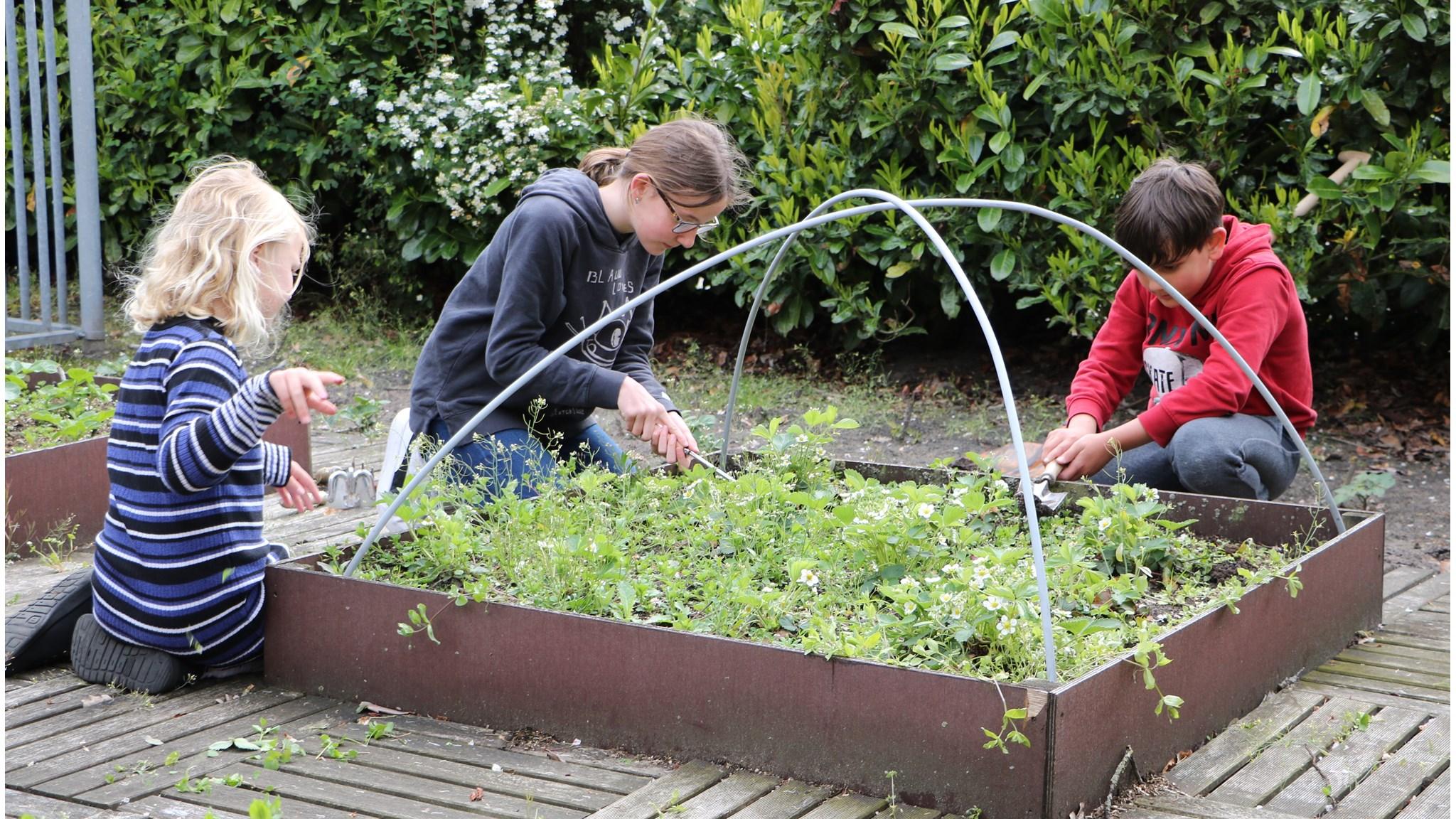 Kindcentrum De Koningsberger in Bergentheim, leerlingen bezig met tuinieren in de schooltuin. Kindcentrum De Koningsberger in Bergentheim, leerlingen bezig met tuinieren in de schooltuin.