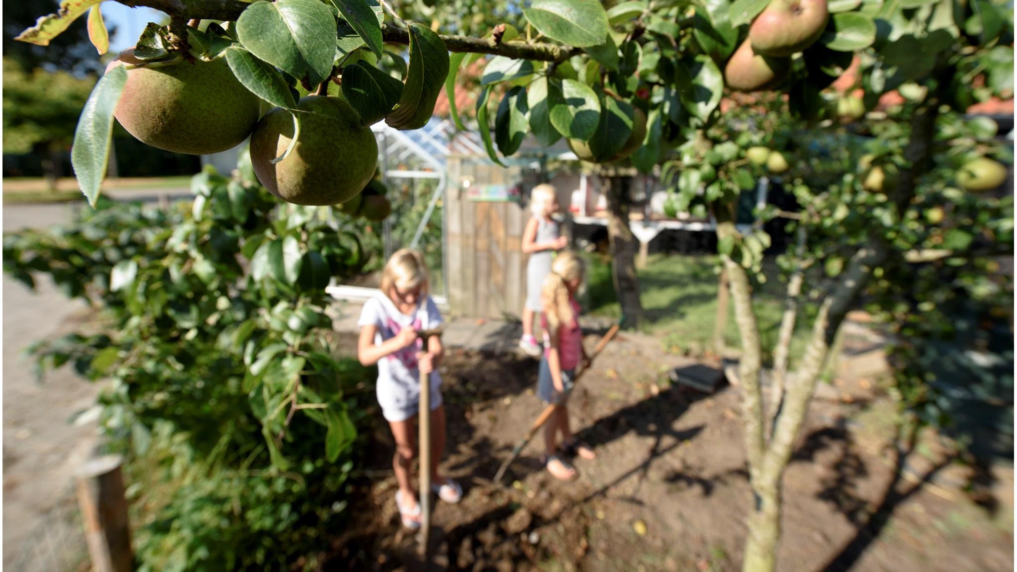 Kinderen bezig met het planten in de tuin van De Zwerm in Sint Maarten. Kinderen bezig met het planten in de tuin van De Zwerm in Sint Maarten.