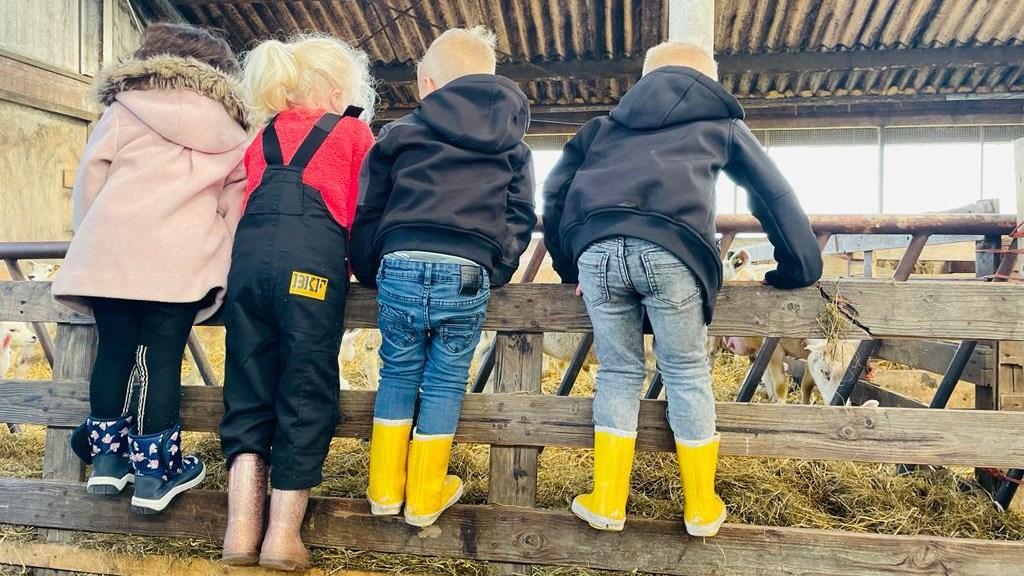 Kinderen kijken over een hek in een boerderij tijdens een activiteit van IBS 't Pompeblêd in De Westereen. Kinderen kijken over een hek in een boerderij tijdens een activiteit van IBS 't Pompeblêd in De Westereen.
