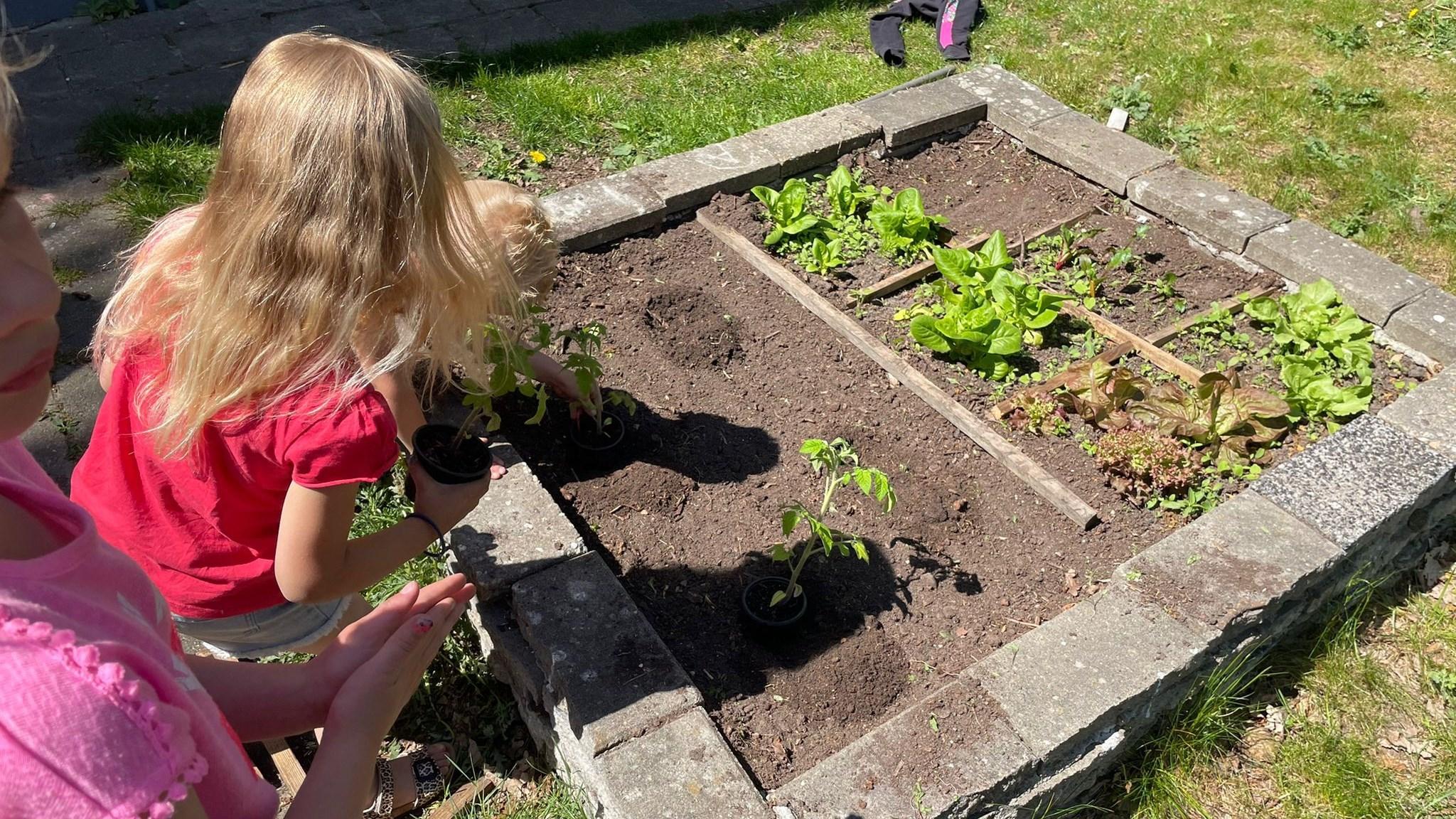 Kinderen planten groenten in de tuin van de Ten Darperschoele in Wapse. Kinderen planten groenten in de tuin van de Ten Darperschoele in Wapse.