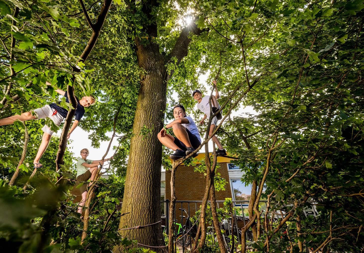 Kinderen spelen avontuurlijk in de bomen op het schoolplein van Christelijke Basisschool de Roerganger in Heerenveen. Kinderen spelen avontuurlijk in de bomen op het schoolplein van Christelijke Basisschool de Roerganger in Heerenveen.