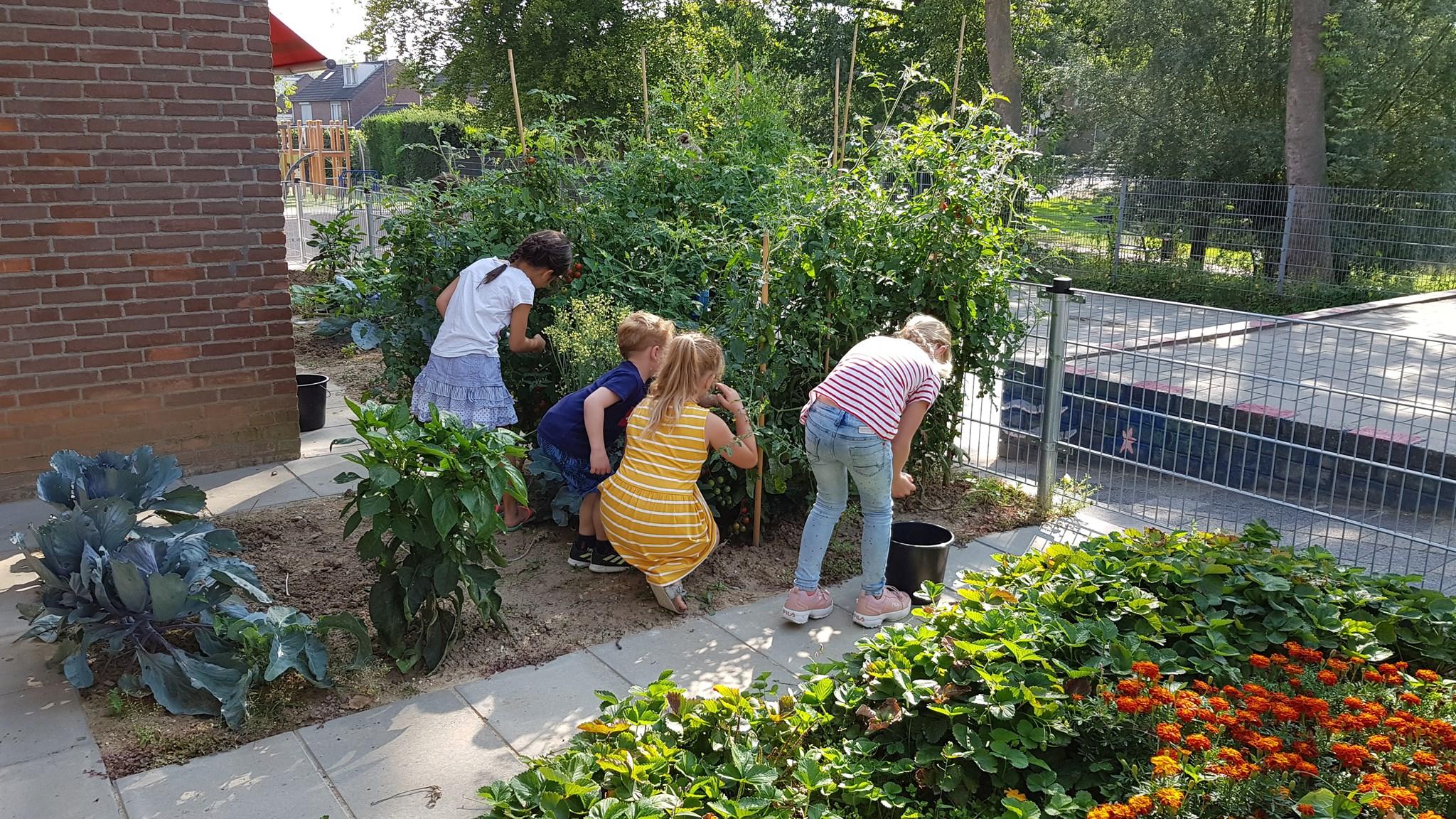 Kinderen van Basisschool De Bolster in Nuth zijn bezig met tuinieren op het schoolplein. Kinderen van Basisschool De Bolster in Nuth zijn bezig met tuinieren op het schoolplein.