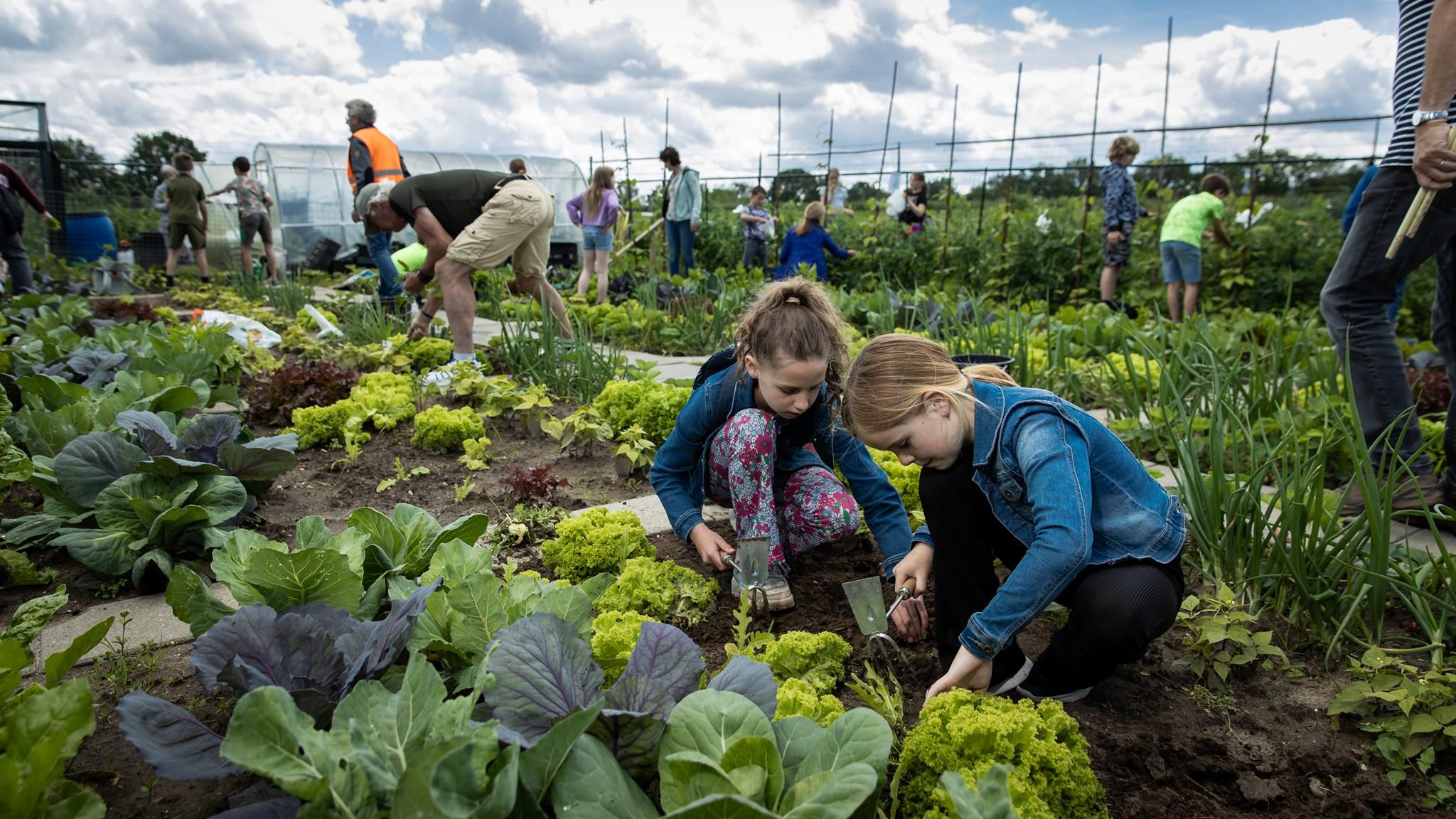 Kinderen van Basisschool De Grote Lier in Molenhoek werken in de moestuin. Kinderen van Basisschool De Grote Lier in Molenhoek werken in de moestuin.