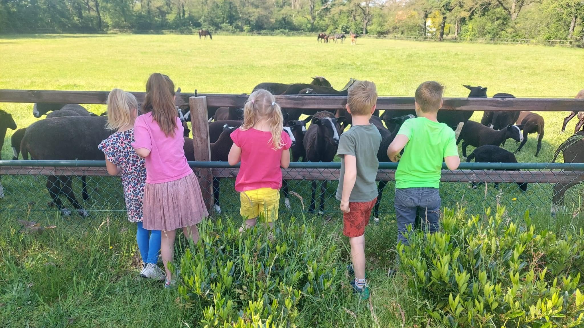 Kinderen van Basisschool Honesch in Haaksbergen kijken naar een groep schapen in de natuur. Kinderen van Basisschool Honesch in Haaksbergen kijken naar een groep schapen in de natuur.