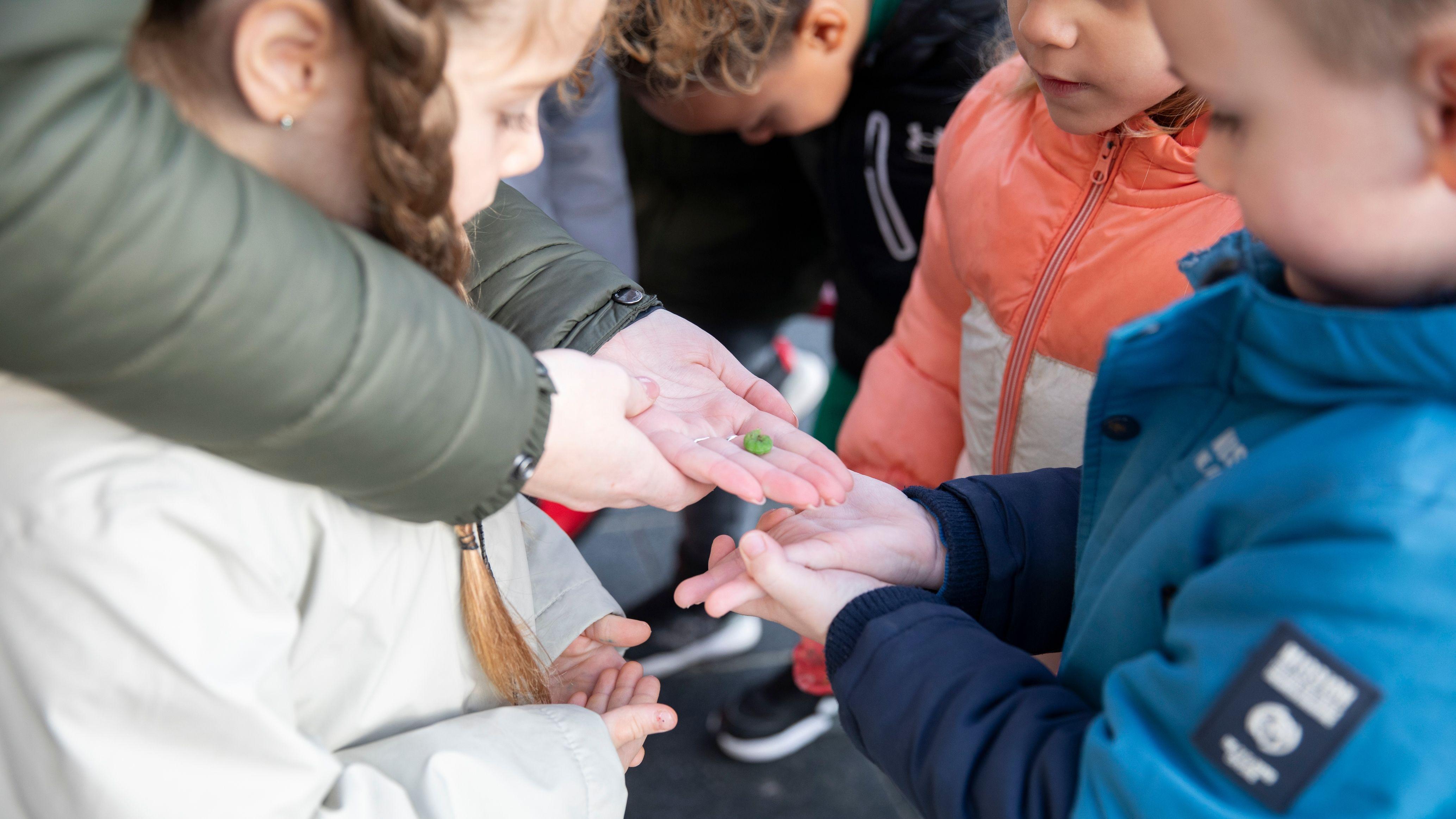 Kinderen van CBS Marimba in Spijkenisse bekijken een groene kikkervisje in hun handen op het schoolplein. Kinderen van CBS Marimba in Spijkenisse bekijken een groene kikkervisje in hun handen op het schoolplein.