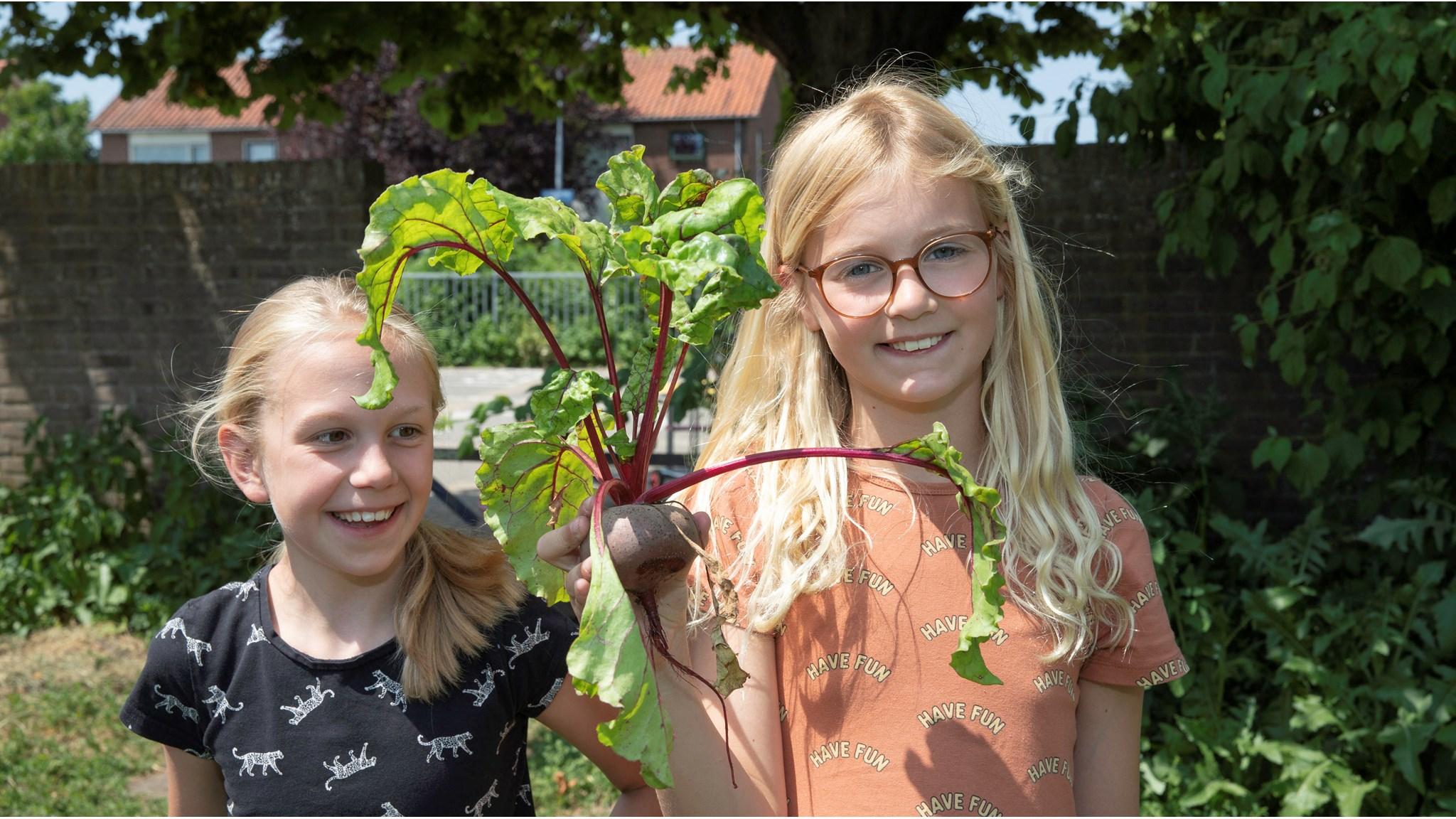 Kinderen van De Antoniusschool in Nieuw-Vennep tonen trots hun geoogste biet in het schoolplein. Kinderen van De Antoniusschool in Nieuw-Vennep tonen trots hun geoogste biet in het schoolplein.