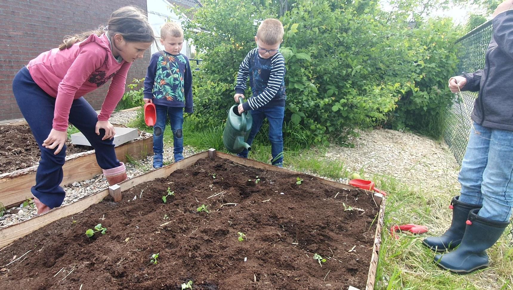 Kinderen van Openbare Basisschool Kromme Akkers in Garnwerd planten groente in hun schooltuin. Kinderen van Openbare Basisschool Kromme Akkers in Garnwerd planten groente in hun schooltuin.