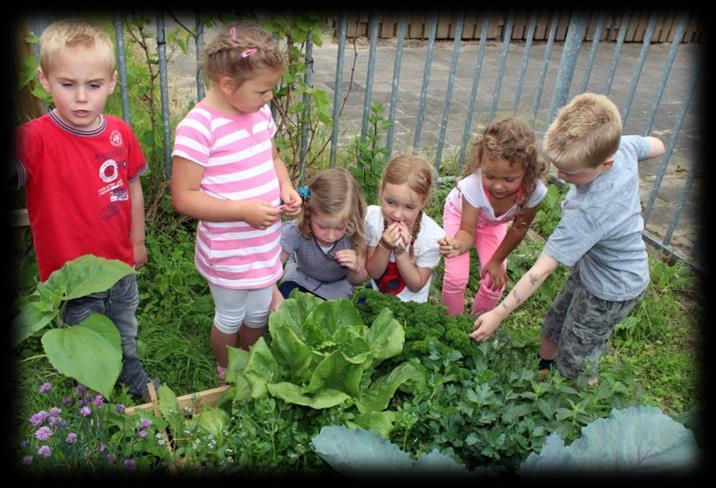 Kinderen van WereldKidz Bontenest in Maarssen ontdekken groenten in de schooltuin. Kinderen van WereldKidz Bontenest in Maarssen ontdekken groenten in de schooltuin.