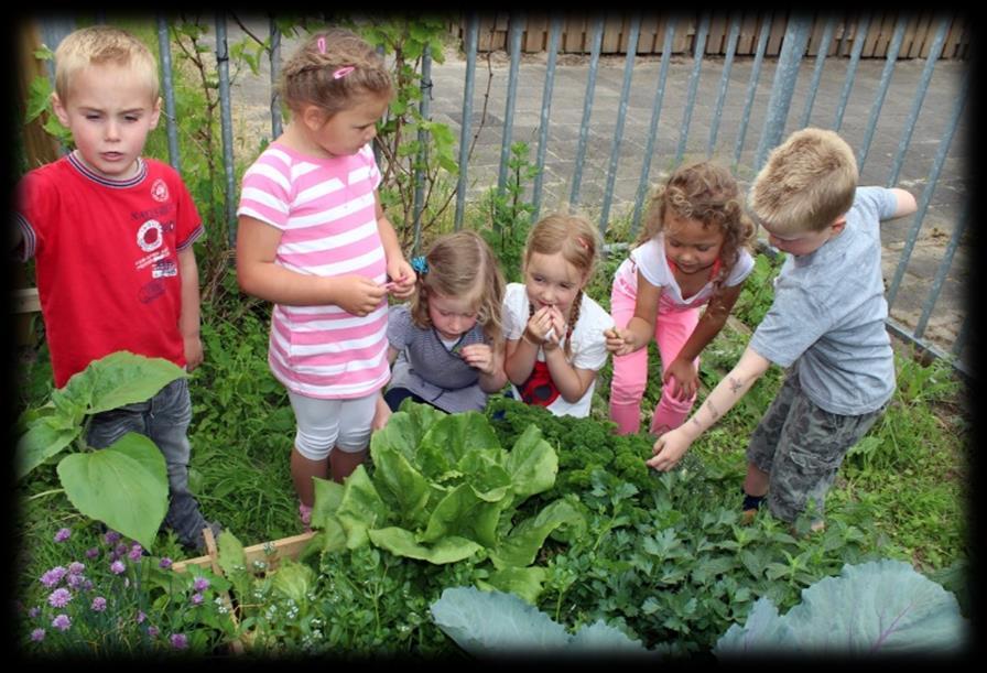 Kinderen van WereldKidz Palet in Maarssen ontdekken de groenten in de tuin. Kinderen van WereldKidz Palet in Maarssen ontdekken de groenten in de tuin.
