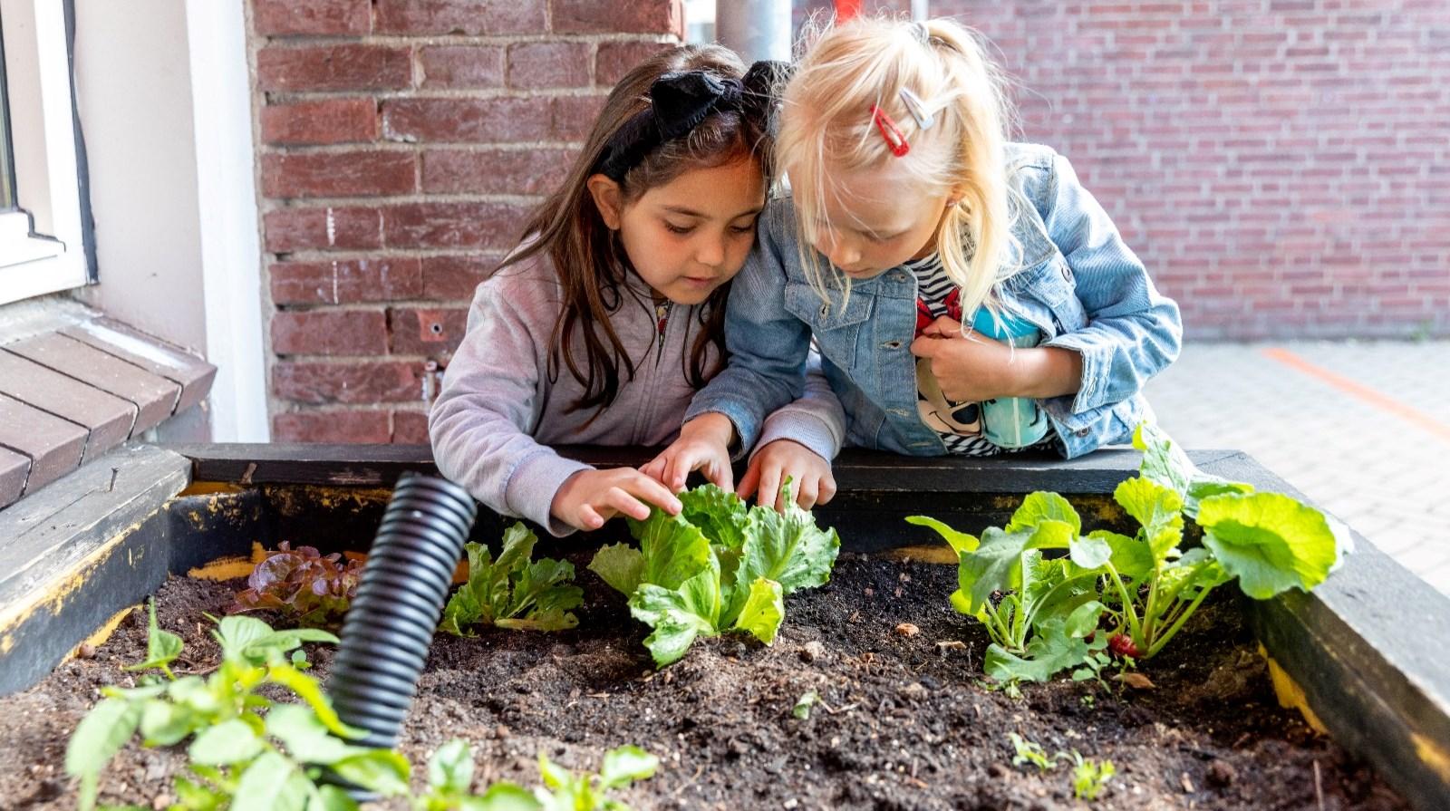 Kinderen van WSKO Basisschool De Nieuwe Weg in Poeldijk ontdekken groenten in de schooltuin. Kinderen van WSKO Basisschool De Nieuwe Weg in Poeldijk ontdekken groenten in de schooltuin.