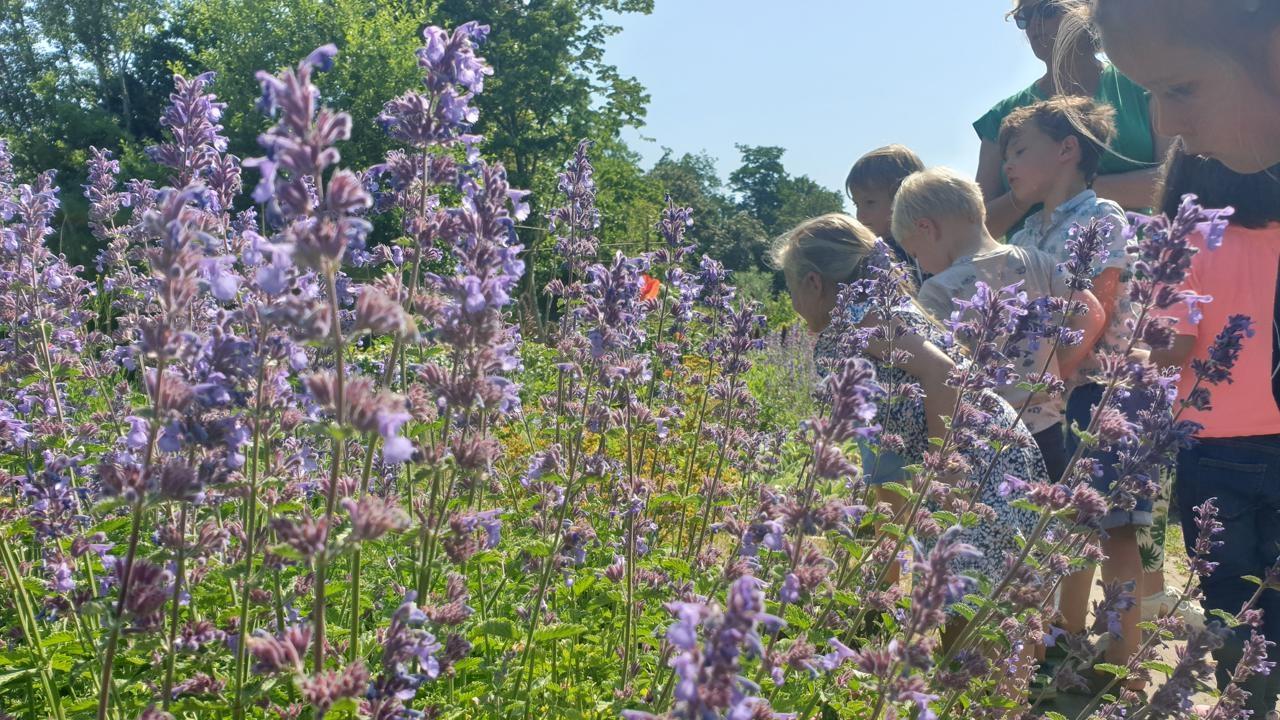 Kinderen verkennen de bloemen in de tuin van KBS De Catharijnepoort in Utrecht. Kinderen verkennen de bloemen in de tuin van KBS De Catharijnepoort in Utrecht.