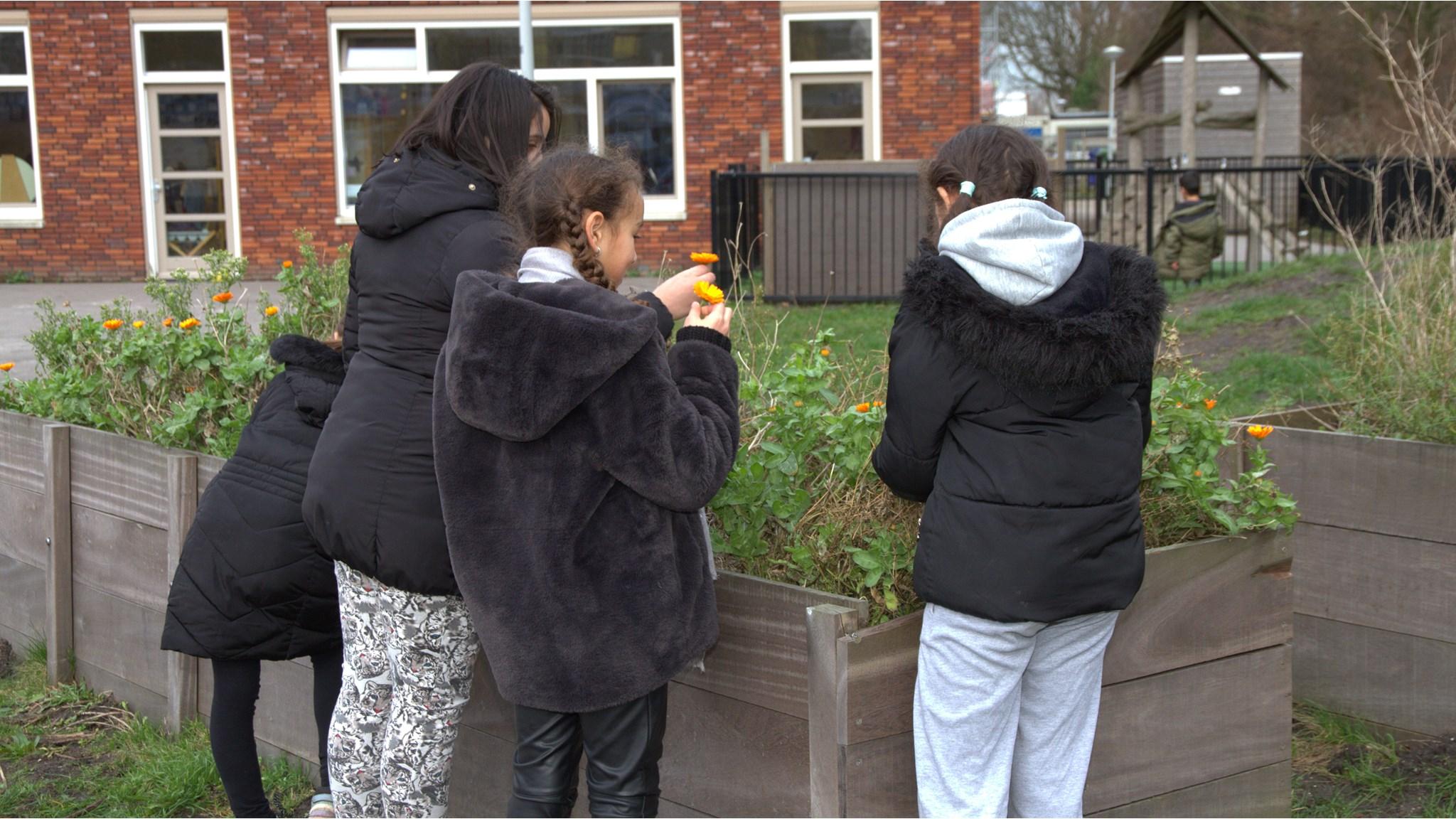 Leerlingen van basisschool Atlantis in Amsterdam werken samen in de tuin op het schoolplein.