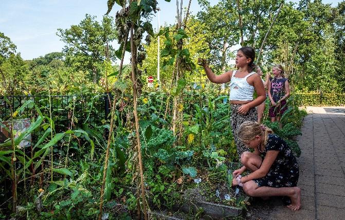 Leerlingen van Basisschool De Buitenplaats in Warmond werken samen in de schooltuin. Leerlingen van Basisschool De Buitenplaats in Warmond werken samen in de schooltuin.
