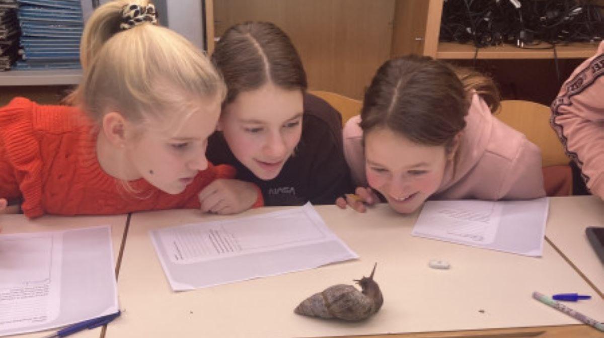 Leerlingen van Basisschool De Kwir in Neer observeren geïnteresseerd een slak tijdens een activiteit. Leerlingen van Basisschool De Kwir in Neer observeren geïnteresseerd een slak tijdens een activiteit.