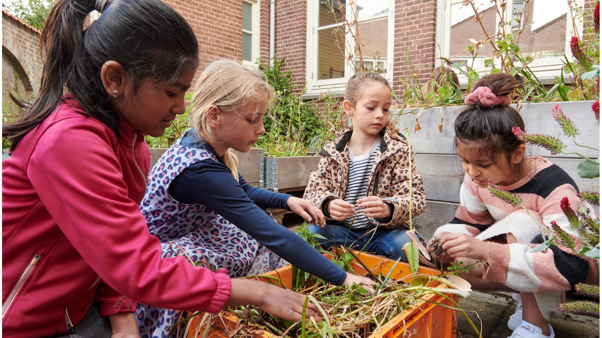 Leerlingen van de Cruquiusschool in Haarlem zijn bezig met tuinieren op het schoolplein. Leerlingen van de Cruquiusschool in Haarlem zijn bezig met tuinieren op het schoolplein.