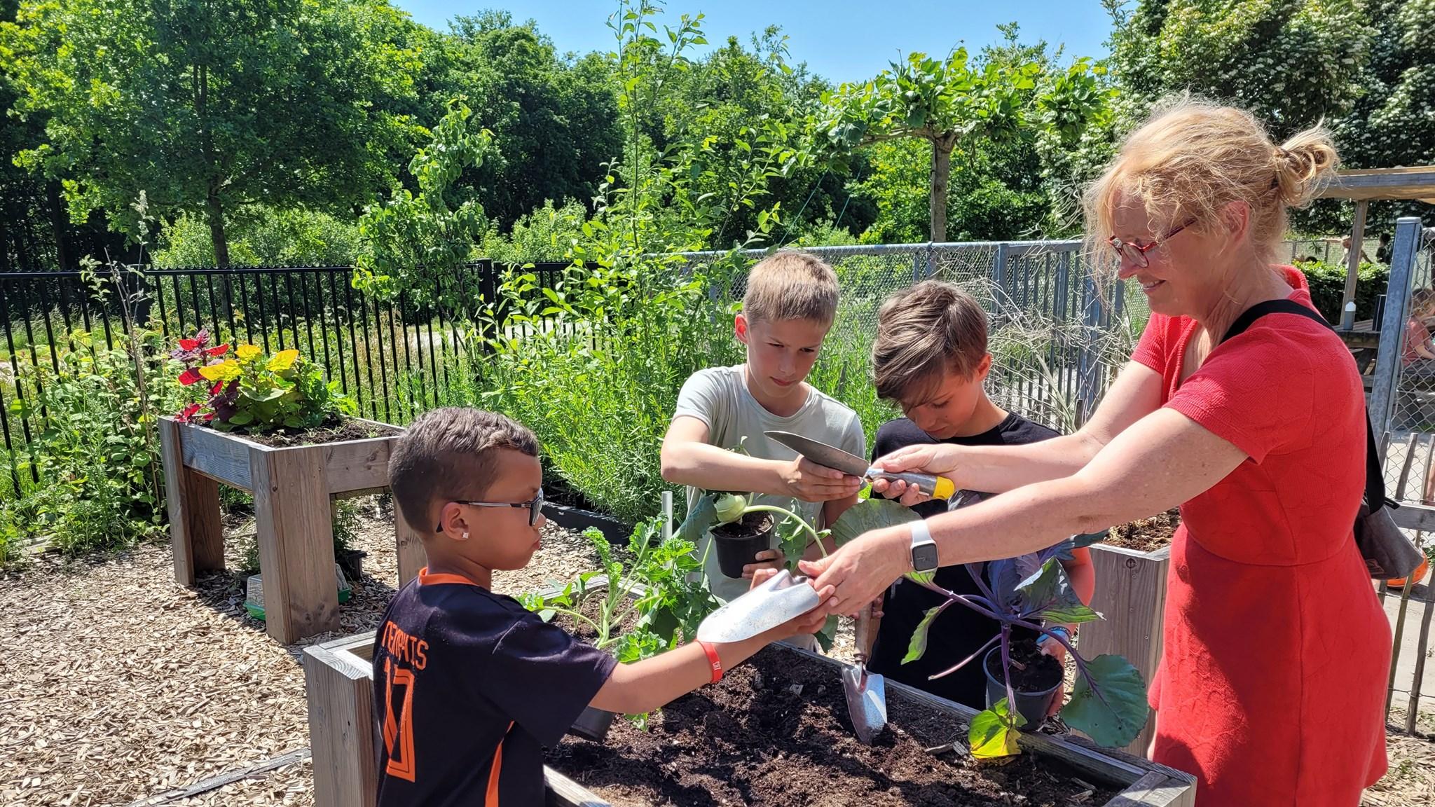 Leerlingen van IKC Wynwizer in Leeuwarden werken samen in de schooltuin. Leerlingen van IKC Wynwizer in Leeuwarden werken samen in de schooltuin.