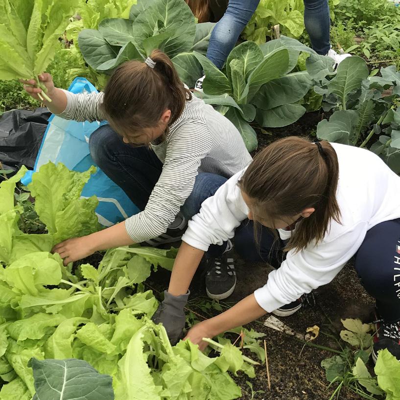 Leerlingen van Jozefschool Katholiek Basisonderwijs in Aalsmeer zijn bezig met het plukken van groenten op het schoolplein. Leerlingen van Jozefschool Katholiek Basisonderwijs in Aalsmeer zijn bezig met het plukken van groenten op het schoolplein.