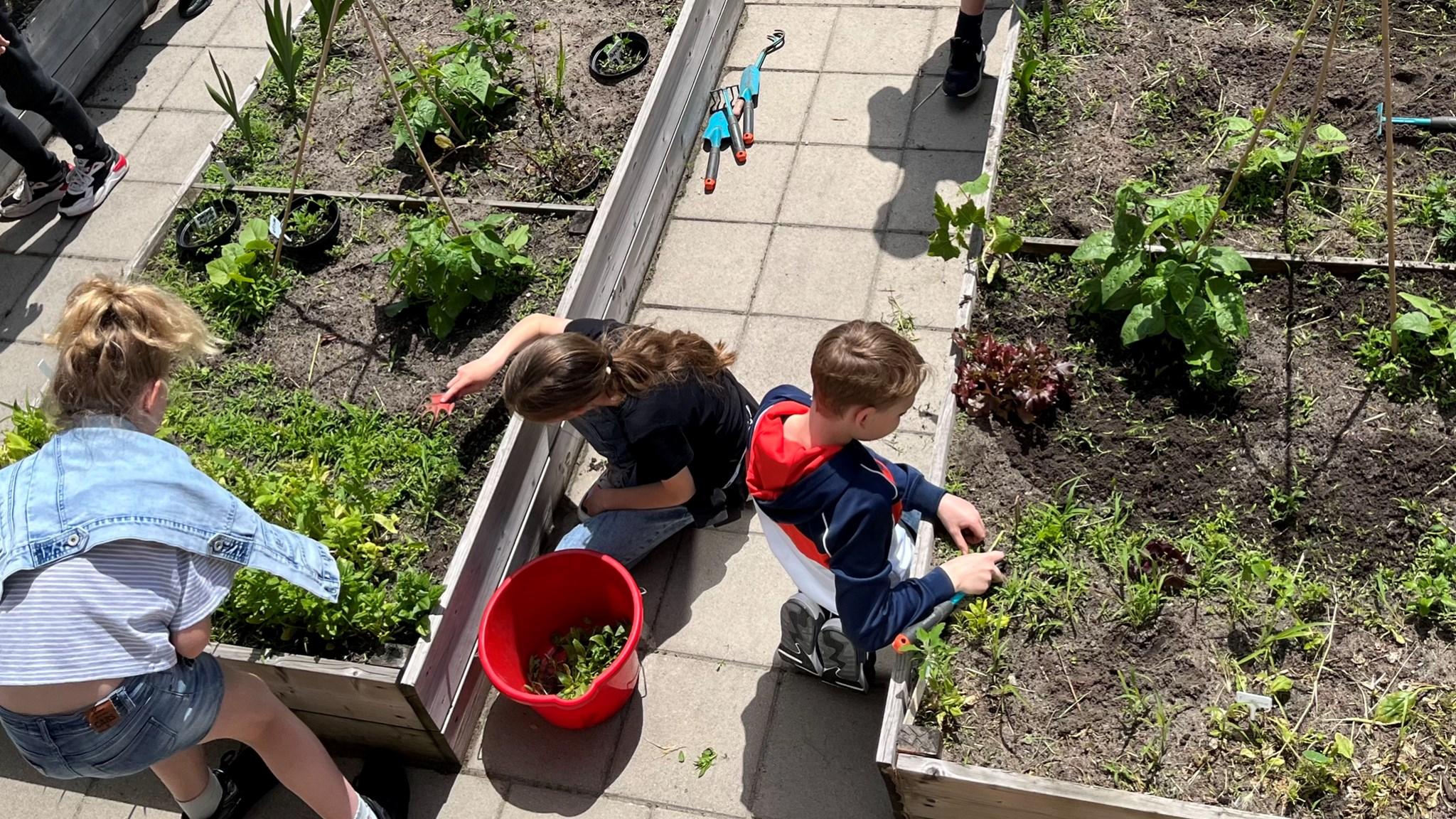 Leerlingen van KBs Paulus in Abcoude verzorgen de moestuin op het schoolplein. Leerlingen van KBs Paulus in Abcoude verzorgen de moestuin op het schoolplein.