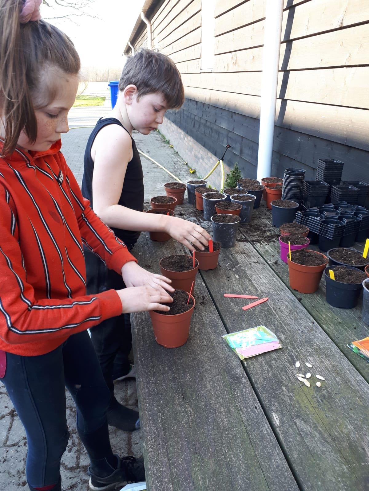 Leerlingen van KC 't Echtenest in Echten (Drenthe) planten zaadjes in potten op het schoolplein. Leerlingen van KC 't Echtenest in Echten (Drenthe) planten zaadjes in potten op het schoolplein.