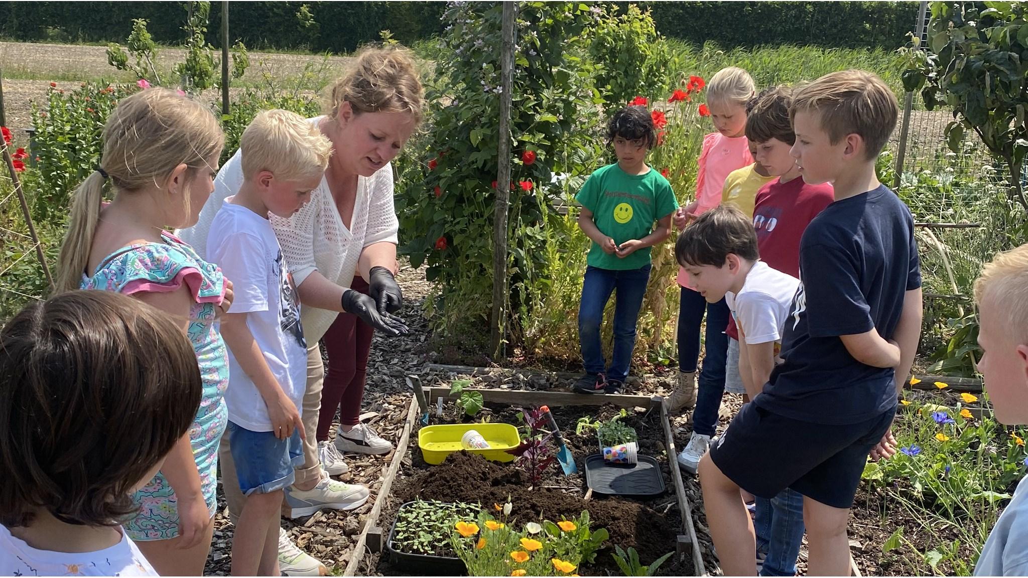 Leerlingen van obs Prinses Wilhelmina in Lexmond leren over tuinieren met een lerares in de schooltuin.