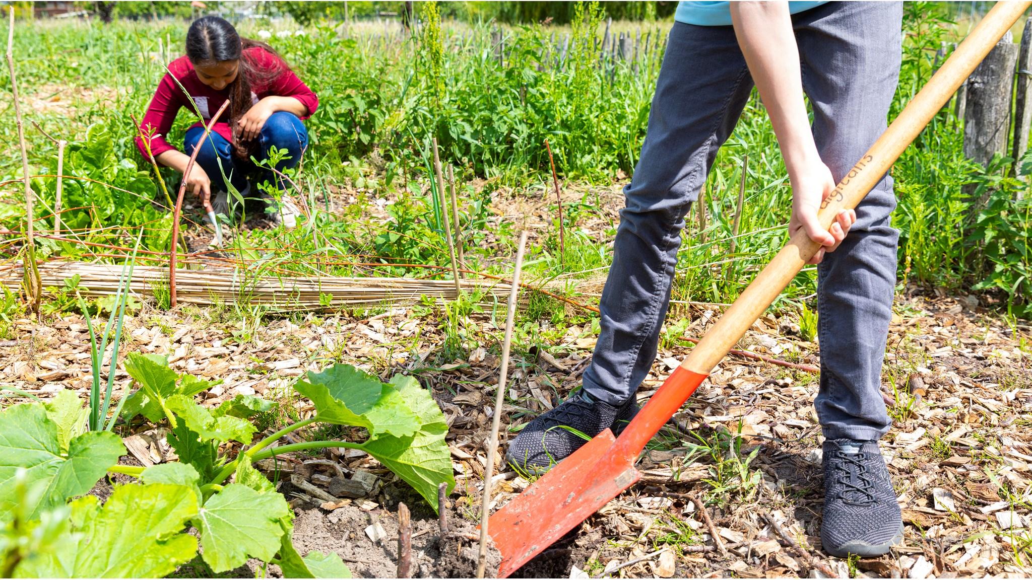 Leerlingen van Openbare basisschool Digitalis in Almere werken samen in de moestuin. Leerlingen van Openbare basisschool Digitalis in Almere werken samen in de moestuin.