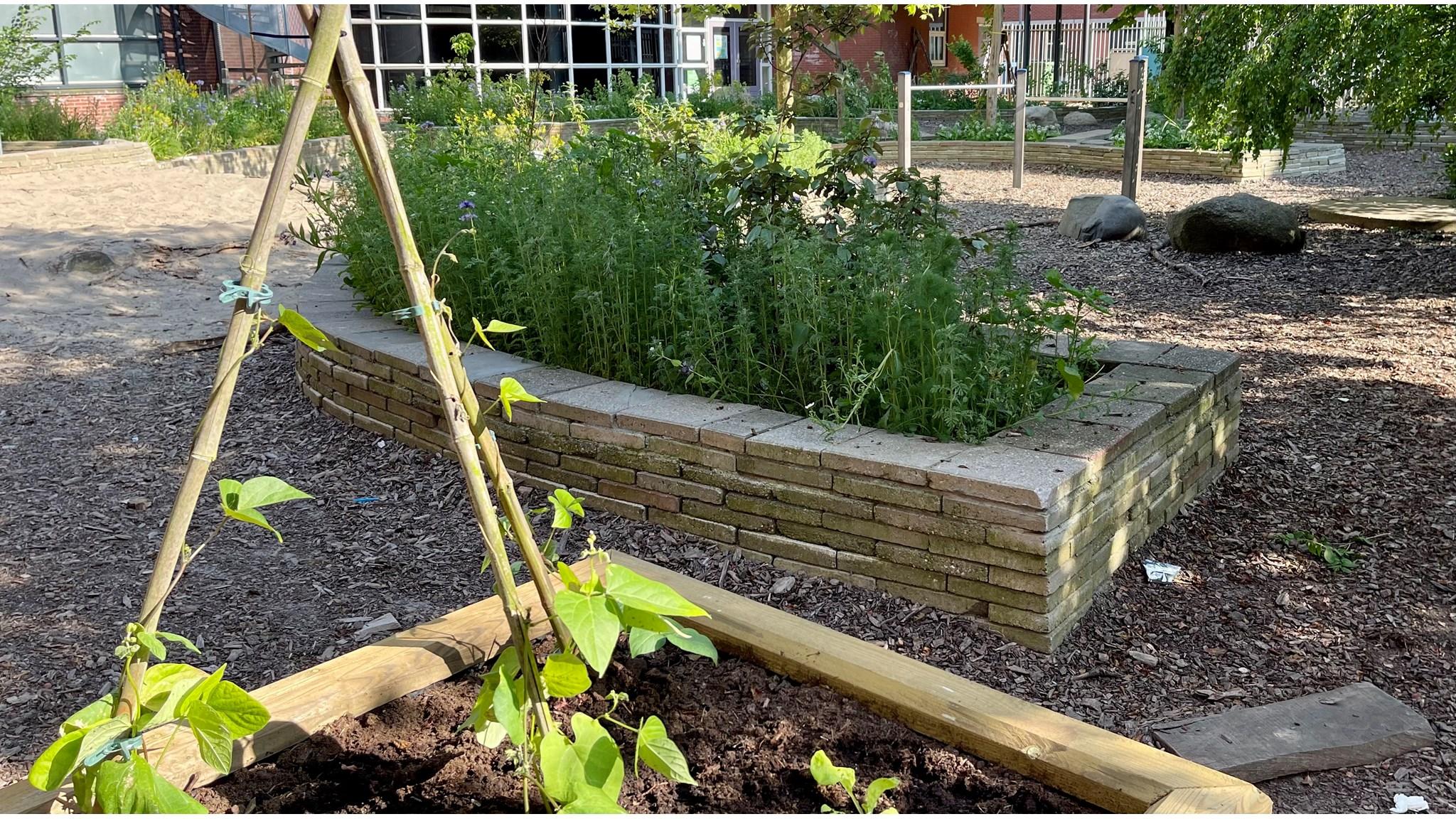 Schoolplein van Quadratum in Rotterdam met een groentetuin en plantenbedden.